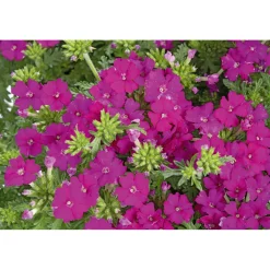 Verbene verschiedene Farben T13^Plantiflor Clearance