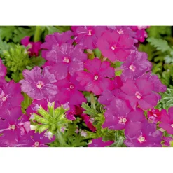 Verbene verschiedene Farben T13^Plantiflor Clearance