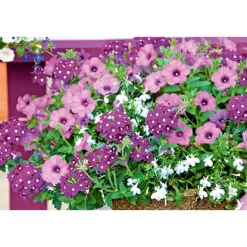 Verbene verschiedene Farben T13^Plantiflor Clearance