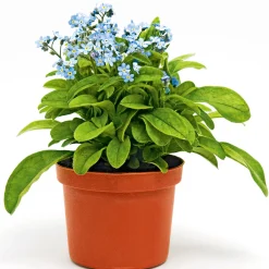 Vergissmeinnicht im Topf Durchmesser 11 cm*Plantiflor Clearance