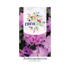 Vor-Frühlings-Alpenrose Praecox Topf Durchmesser 23 cm^Plantiflor Sale