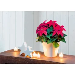 Plantiflor Weihnachtsstern Euphorbia pulcherrima Midi