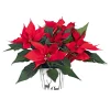 Weihnachtsstern Euphorbia pulcherrima ca 35 cm*Plantiflor Outlet