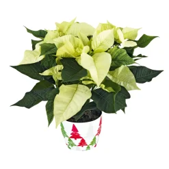 Weihnachtsstern Euphorbia pulcherrima ca 35 cm*Plantiflor Outlet
