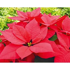 Weihnachtsstern Euphorbia pulcherrima ca 35 cm*Plantiflor Outlet