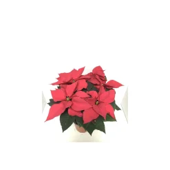 Plantiflor Weihnachtsstern Busch