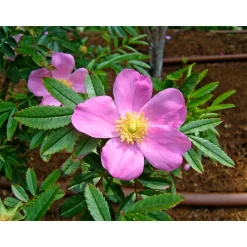 Wildrose Biene Maja Topf Durchmesser 17 cm^Plantiflor