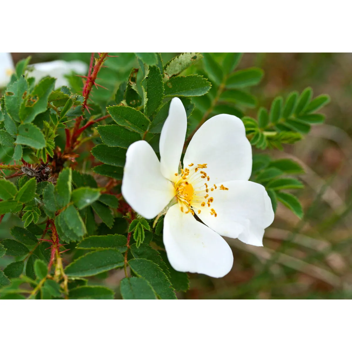 Wildrose Biene Maja Topf Durchmesser 17 cm^Plantiflor