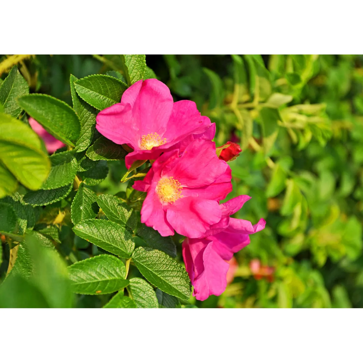 Wildrose Biene Maja Topf Durchmesser 17 cm^Plantiflor