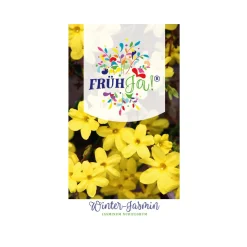 Winter-Jasmin Topf Durchmesser 23 cm*Plantiflor Outlet