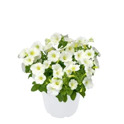 Zauberglöckchen, Topf Ø 13 cm^Plantiflor Discount