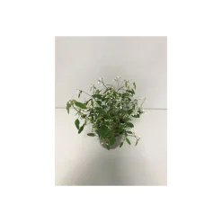 Plantiflor Zauberschnee T12