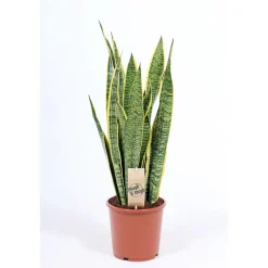 ZGRÜ Sanseveria laurentii T17^Plantiflor Discount