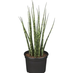 ZGRÜ Sansevieria Spagetti Mix T12 H35 cm*Plantiflor Clearance