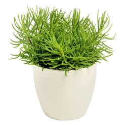 ZGRÜ Senecio Himalaya T12 15-20 cm*Plantiflor Hot