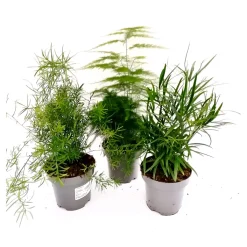 Plantiflor Zierspargel-Mix T12