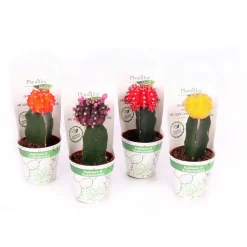 ZKAK Kaktus gepropft Mix Farben T6 PC^Plantiflor Hot