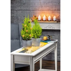 Zuckerhutfichte 80-100 cm*Plantiflor Sale