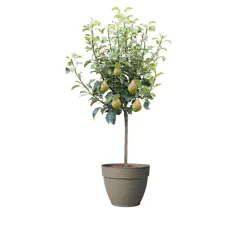 Zwergbirne Luisa Topf Durchmesser 24 cm*Plantiflor Best
