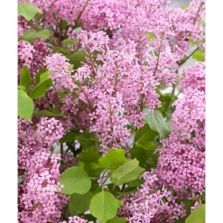 Zwergflieder Flowerfesta Pink Topf Durchmesser 20 cm*Plantiflor Hot