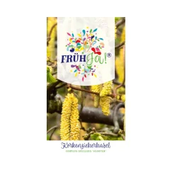 Zwerg-Korkenzieher-Haselnuss Scooter Topf Durchmesser 23 cm^Plantiflor New