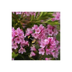 Zwerg-Rhododendron Bloombux Magenta Topf Durchmesser 17 cm*Plantiflor New