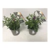 Angelonia Topf Durchmesser 12 cm^Plantiflor Online