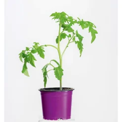 Plantiflor Bio Gourmet Tomaten Ananas Topf Durchmesser 11 cm