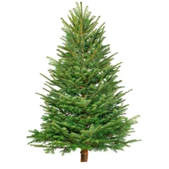 BIO Nordmanntanne 150-190 cm^Plantiflor Best