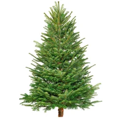 Plantiflor BIO Nordmanntanne 200-250 cm