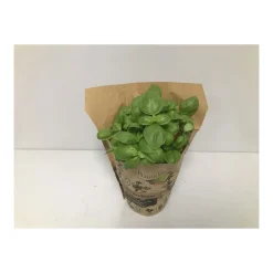 Bio-Basilikum T12^Plantiflor Discount