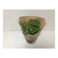 Plantiflor Bio-Petersilie glatt T14