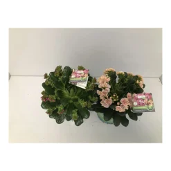 Bitterwurz P13^Plantiflor New