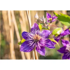 Blaue Großblumige Waldrebe Multi Blue Topf Durchmesser 17 cm^Plantiflor Hot