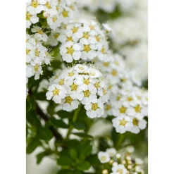 Brautspiere Topf Durchmesser 19 cm^Plantiflor Clearance