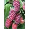 Brombeere Tayberry Topf Durchmesser 17 cm^Plantiflor Outlet