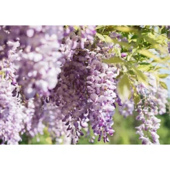 Chinesischer Blauregen Topf Durchmesser 17 cm*Plantiflor