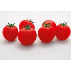 Cocktailtomate Supersweet F1 Topf Durchmesser 11 cm*Plantiflor Clearance