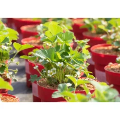 Die 4-Monats-Erdbeere Lucky Berry Topf Durchmesser 22 cm*Plantiflor Discount