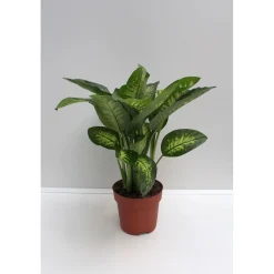 Dieffenbachie 80 cm Topf 24 cm^Plantiflor Sale