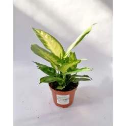 Dieffenbachie Camilla 35 cm T12^Plantiflor