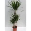 Drachenbaum 110 cm Topf 21 cm^Plantiflor