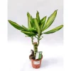 Drachenbaum Mix 45 cm T11^Plantiflor Outlet