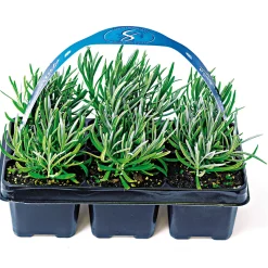 Plantiflor Echter Lavendel 6er-Pack