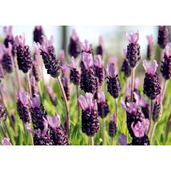 Plantiflor Echter Lavendel 6er-Pack