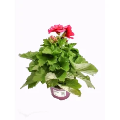 Plantiflor Edelgeranie Lila T12