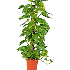 Efeutute Topf Durchmesser 21 cm^Plantiflor Online