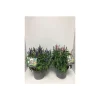 Ehrenpreis verschiedene Farben Topf Durchmesser 19 cm^Plantiflor Outlet