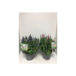 Ehrenpreis verschiedene Farben Topf Durchmesser 19 cm^Plantiflor Outlet