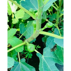 Feige Brown Turkey Topf Durchmesser 23 cm*Plantiflor Clearance